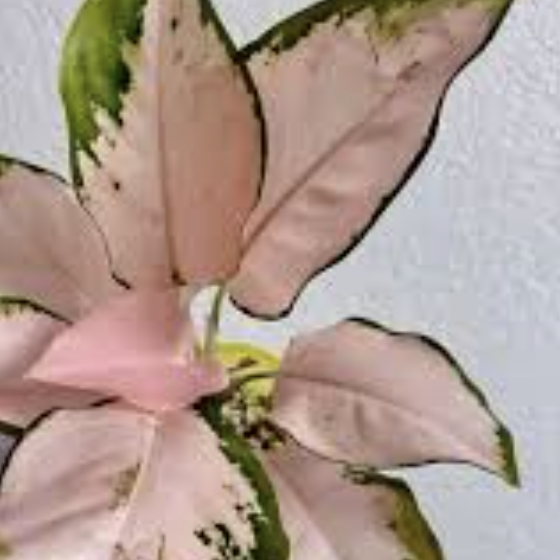 Аглаонема Пич Кочин (Aglaonema Peach Cochin) D10см
