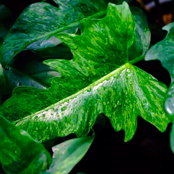Филодендрон Золотой Дракон (Philodendron Golden Dragon) D12см