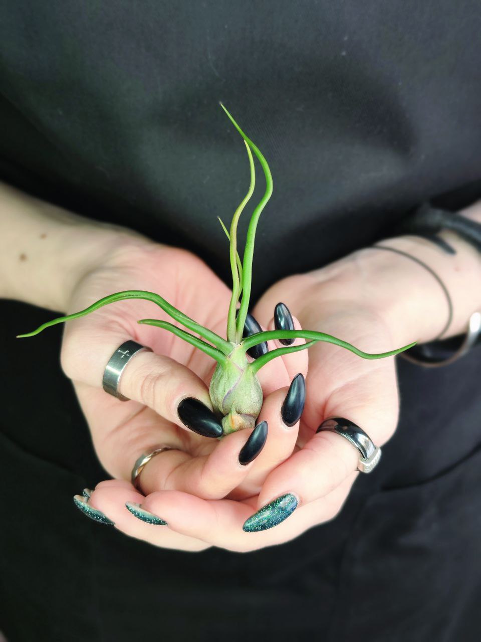 Тилландсия Бульбовидная (Tillandsia Bulbosa)
