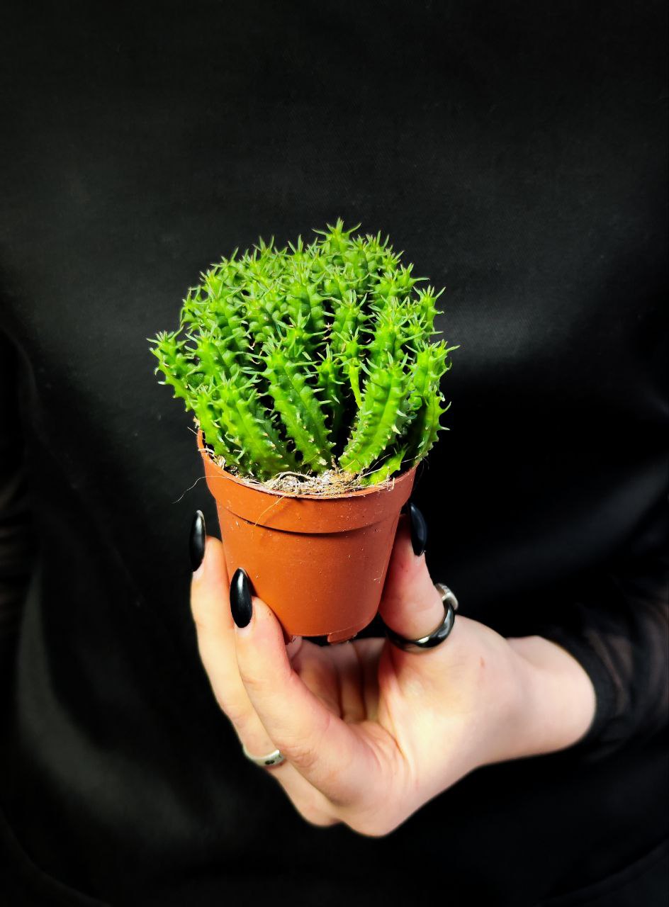 Молочай Сосочковидный Пферсдорфа (Euphorbia Submammillaris f. Pfersdorfii) D5см