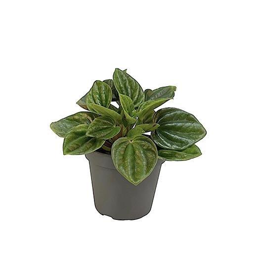 Пеперомия Амазоникас (Peperomia Amazonicas) D5см