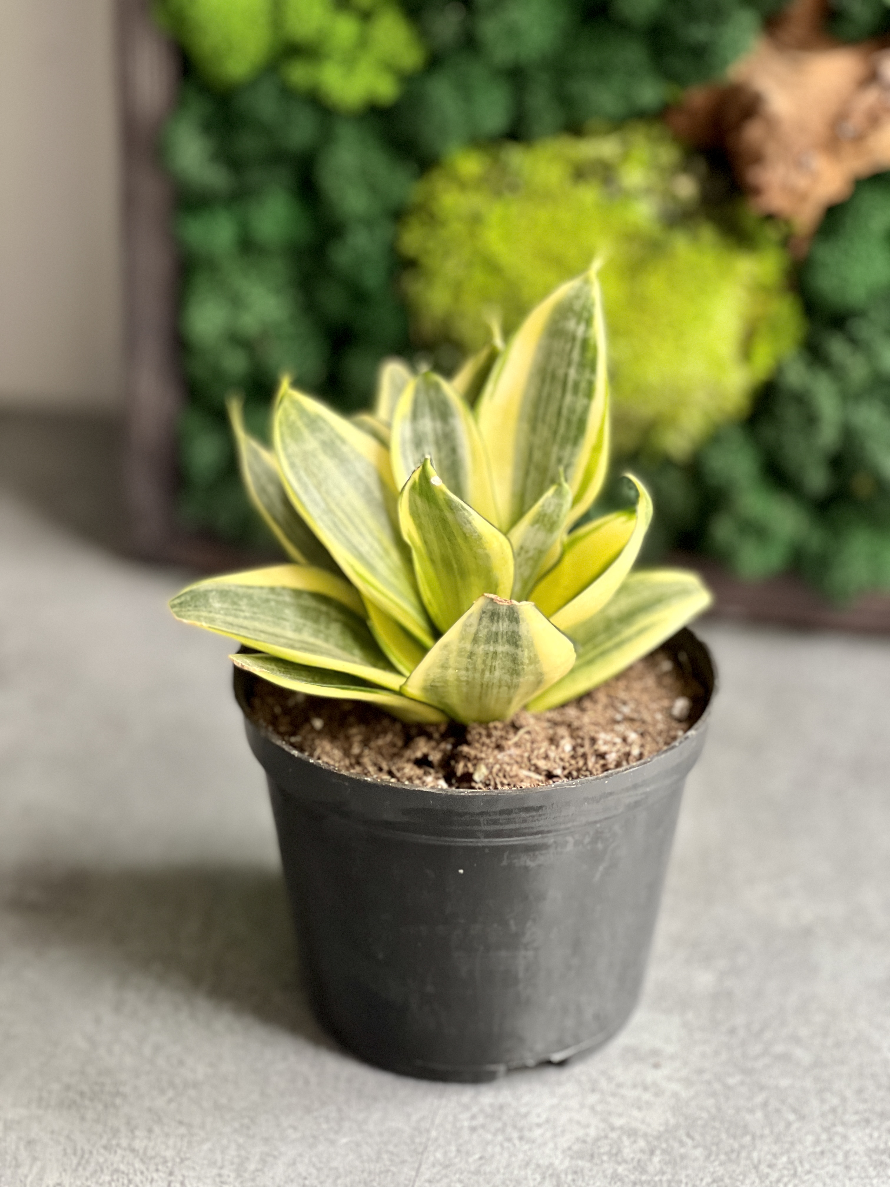 Сансевиерия трёхполосная (Sansevieria trifasciata) D9см