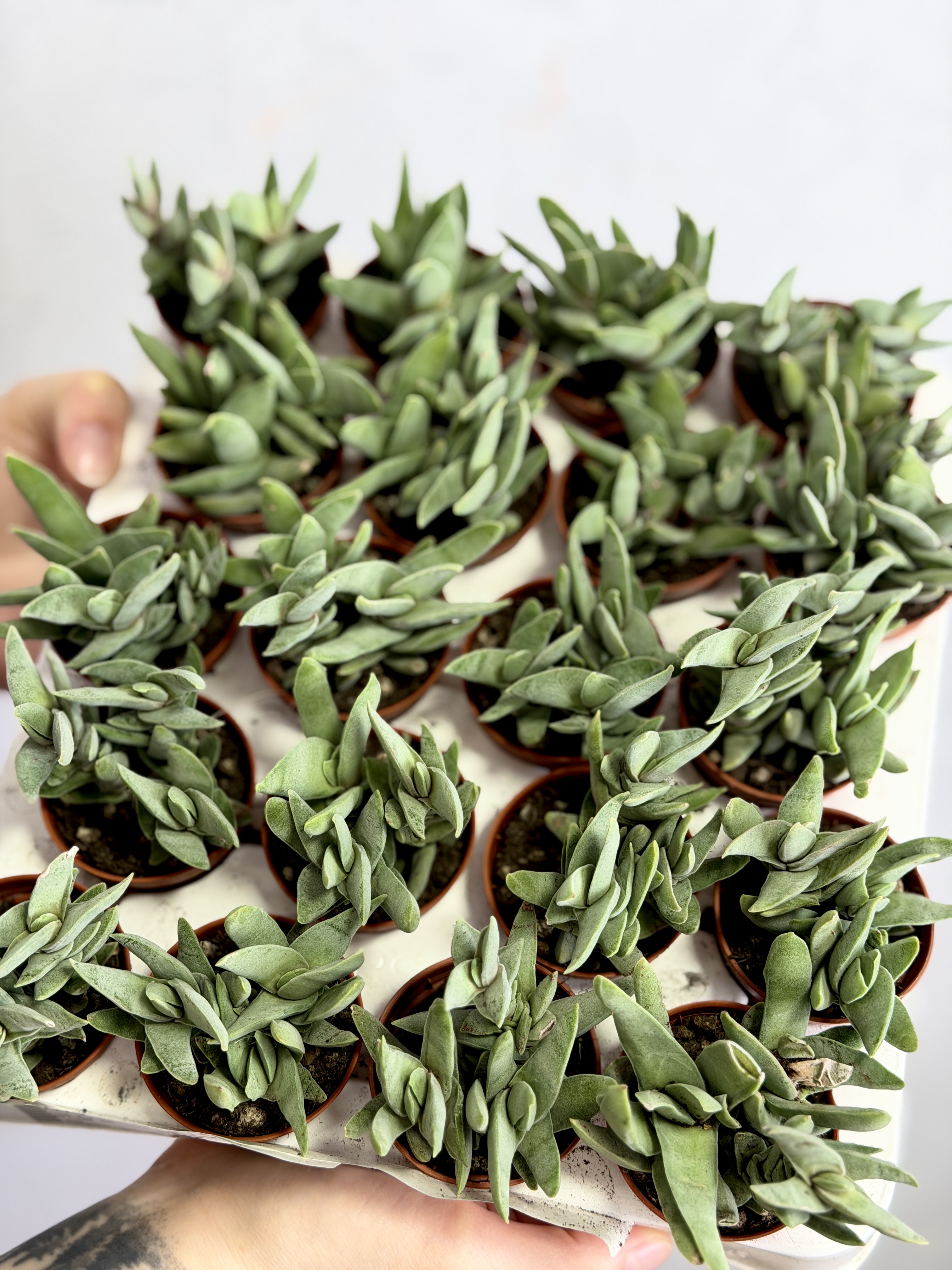 Крассула Cерповидная (Crassula Falcata) D5см