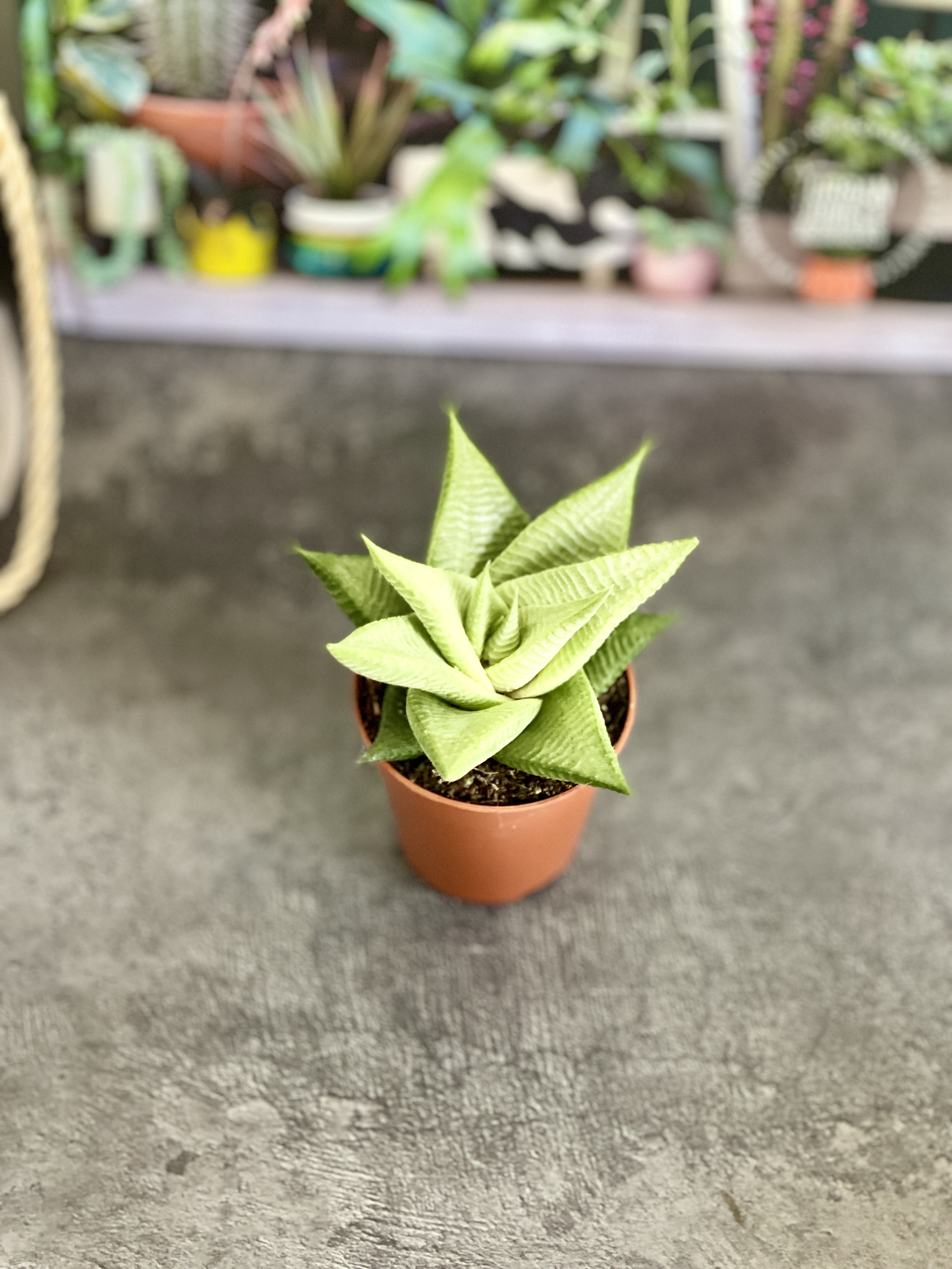Хавортия Лимифолия Роукс (Haworthia Limifolia Roux) D5см