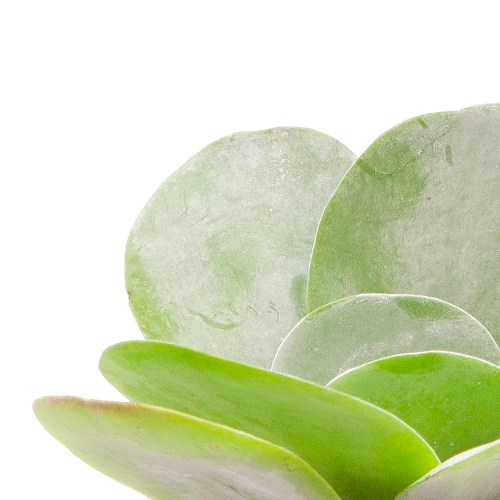 Каланхоэ Тирсифлора Грин Липс  (Kalanchoe Thyrsiflora Green Lips) D5см