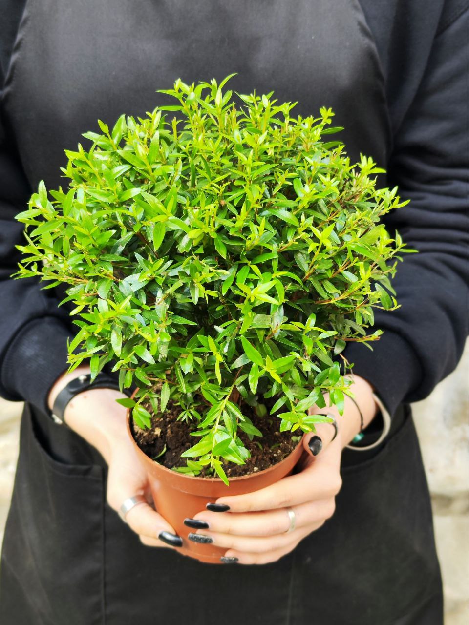 Мирт Комнатный (Myrtus Communis On Stem) D12см