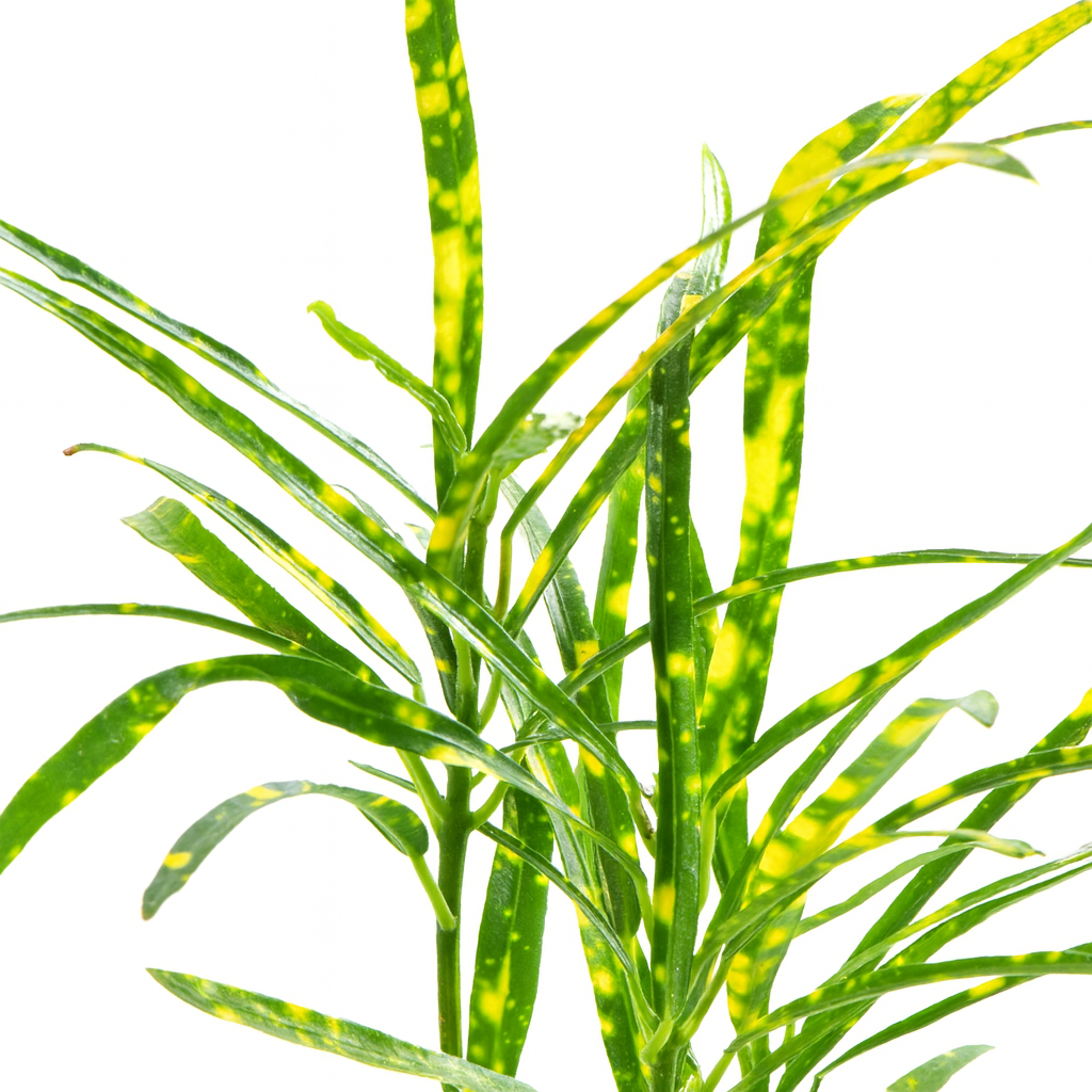 Кодиеум Пиктум (Codiaeum Pictum) D6см