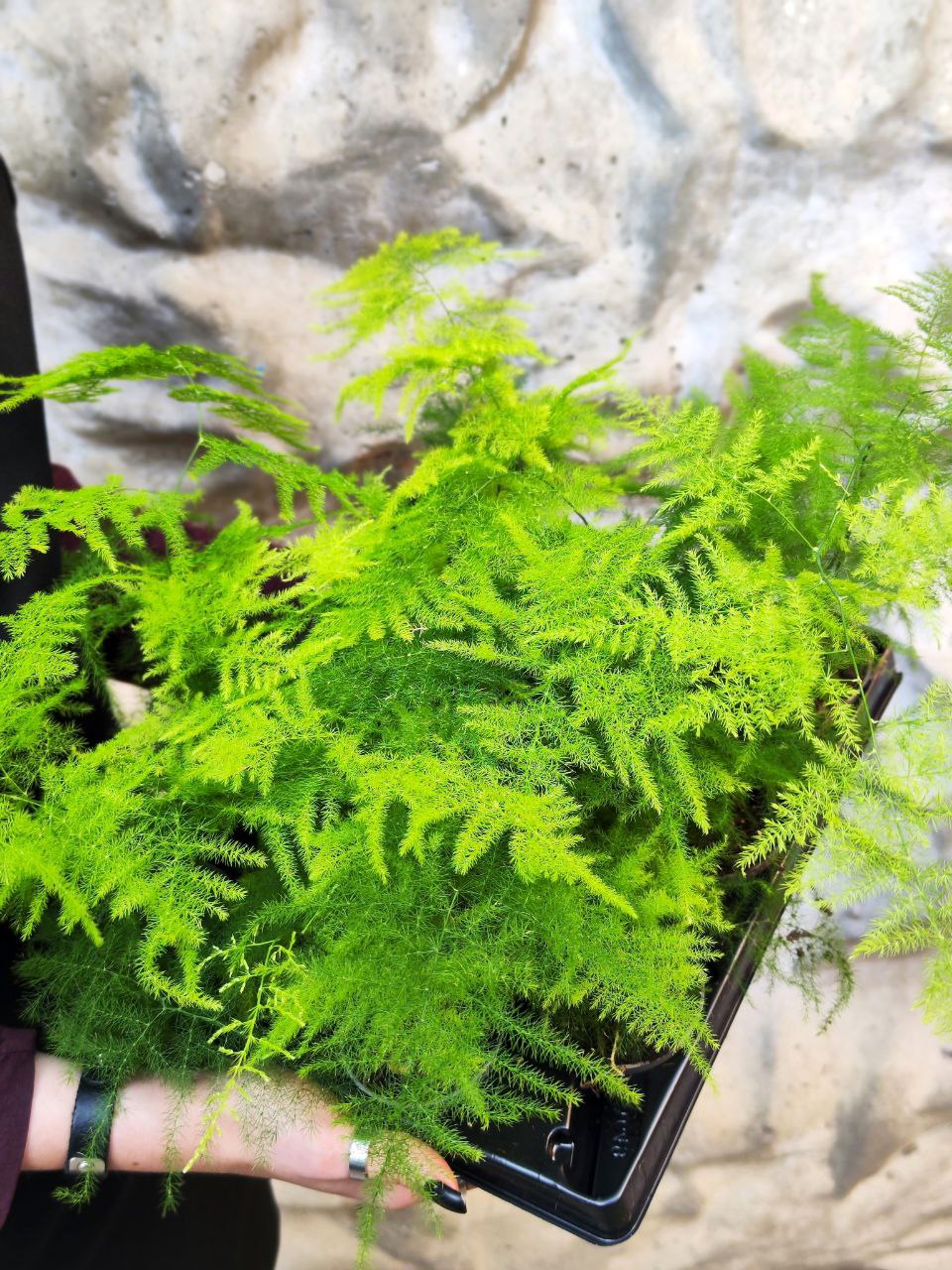 Аспарагус Плюмозус (Asparagus Plumosus) D6см