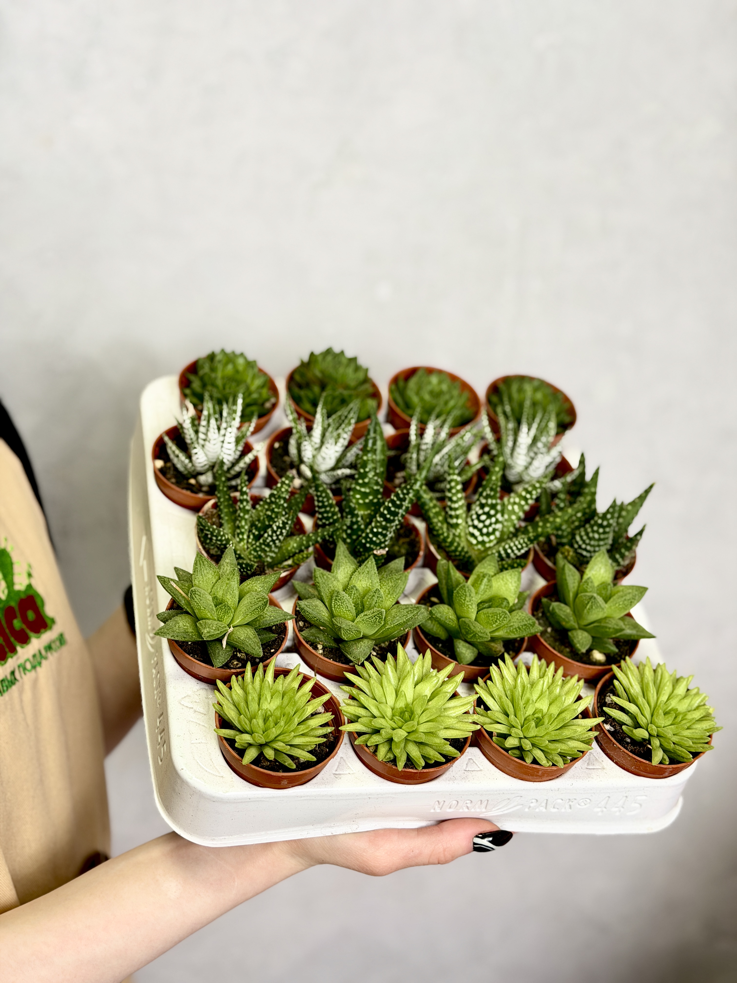 Хавортия Тургида (Haworthia Turgida) D5см