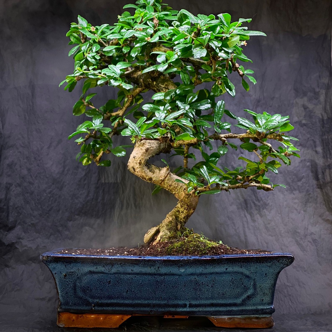 Бонсай Кармона Мелколистная (Carmona Microphylla) D20см