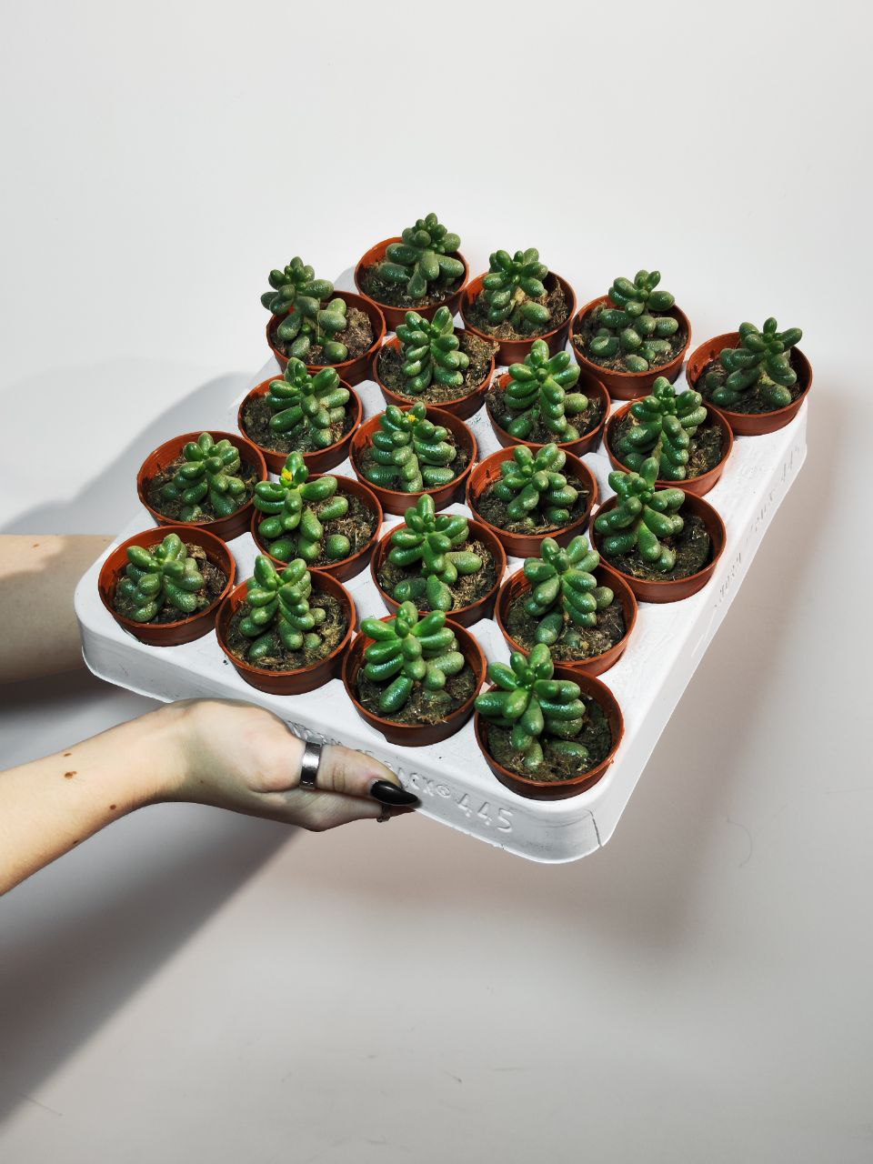 Седум Хернандеса (Sedum Hernandezii) D5см