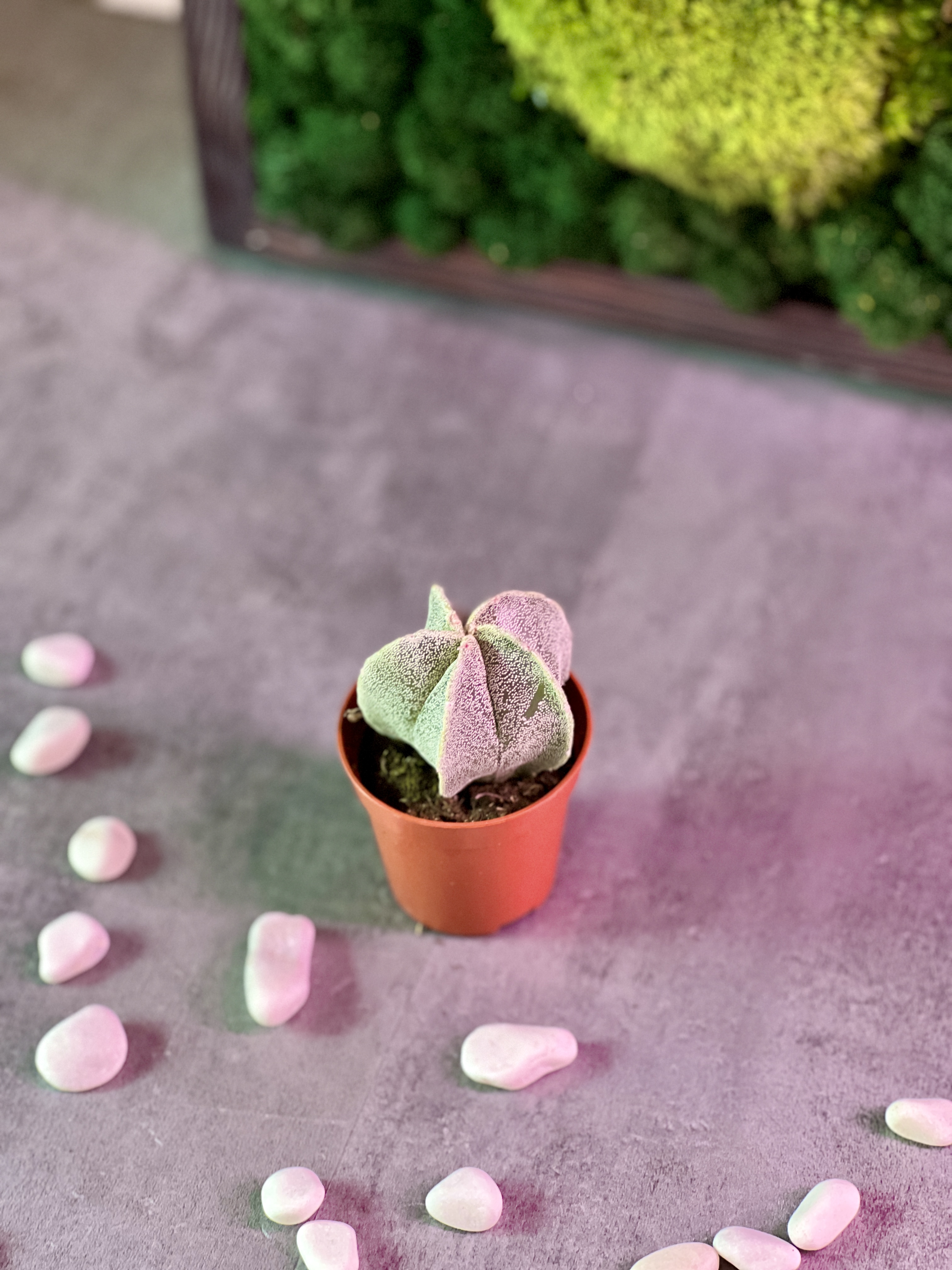 Астрофитум Многорыльцевый (Astrophytum Myriostigma) D5см