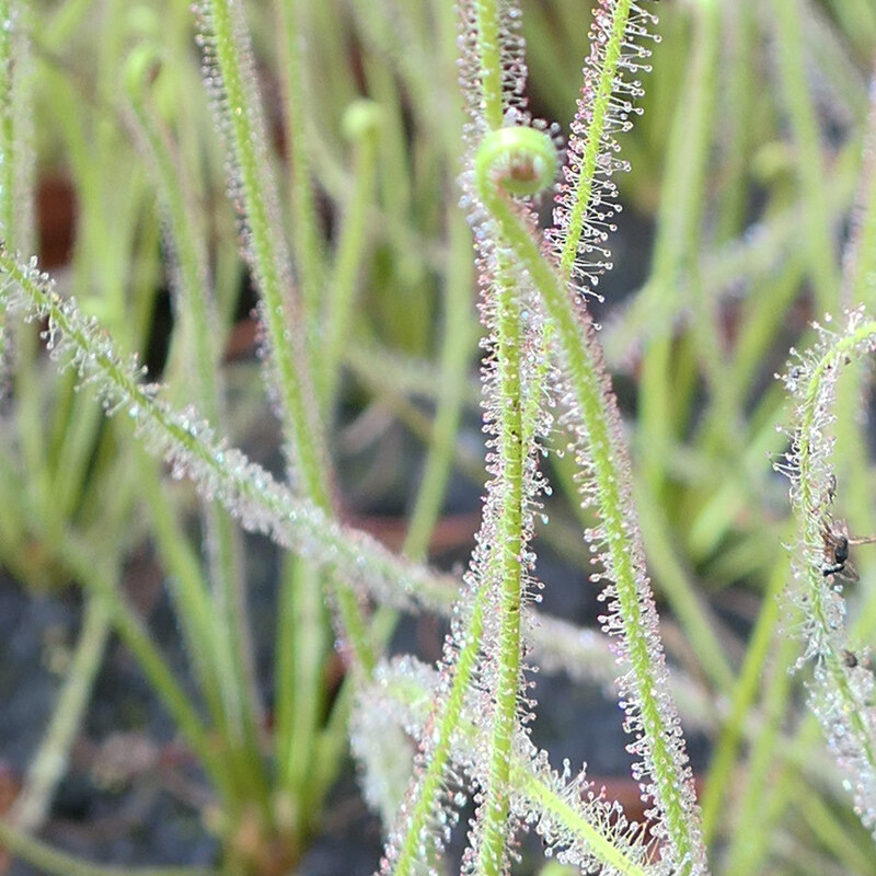 Росянка Филиформис (Drosera Filiformis) D9см