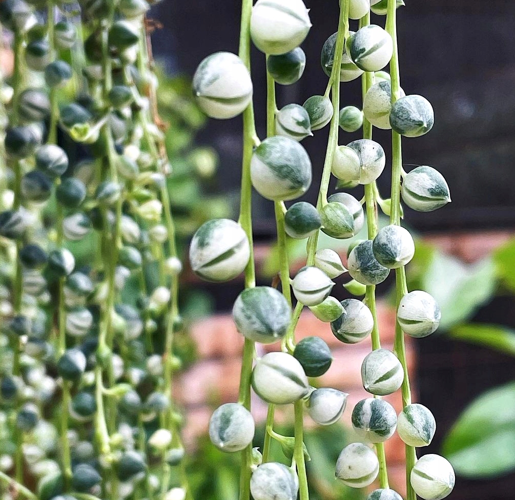 Крестовник Роули Вариегатный (Senecio Rowleyanus Variegata) D8см