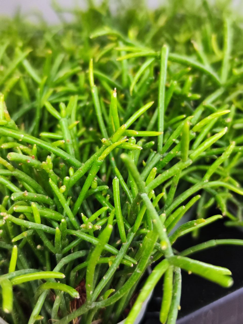 Рипсалис Кассута (Rhipsalis Cassutha) D5см