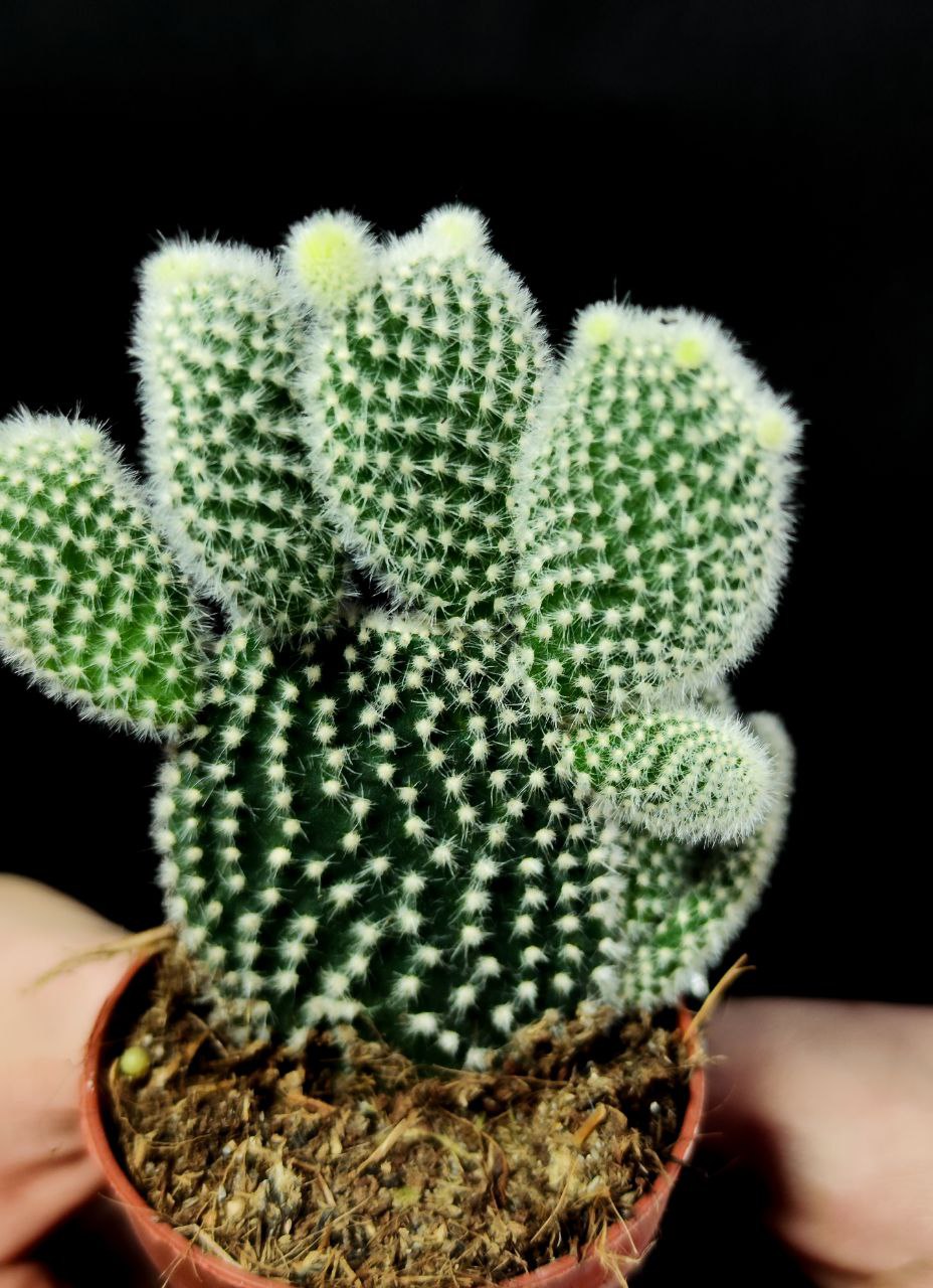 Опунция Микродазис Альба (Opuntia Microdasys Alba) D5см