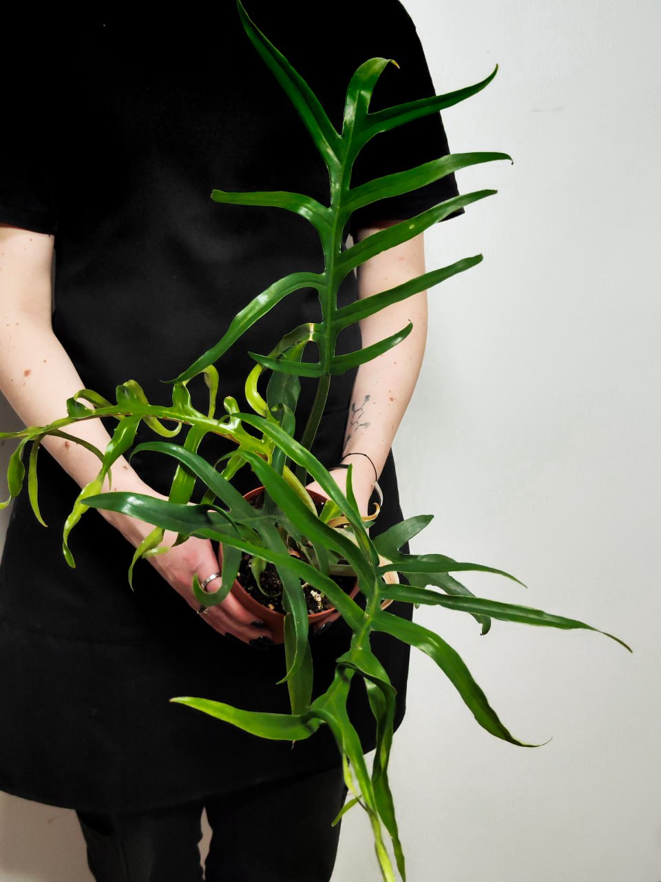 Филодендрон Элеганс Тортум (Philodendron Tortum) D11см