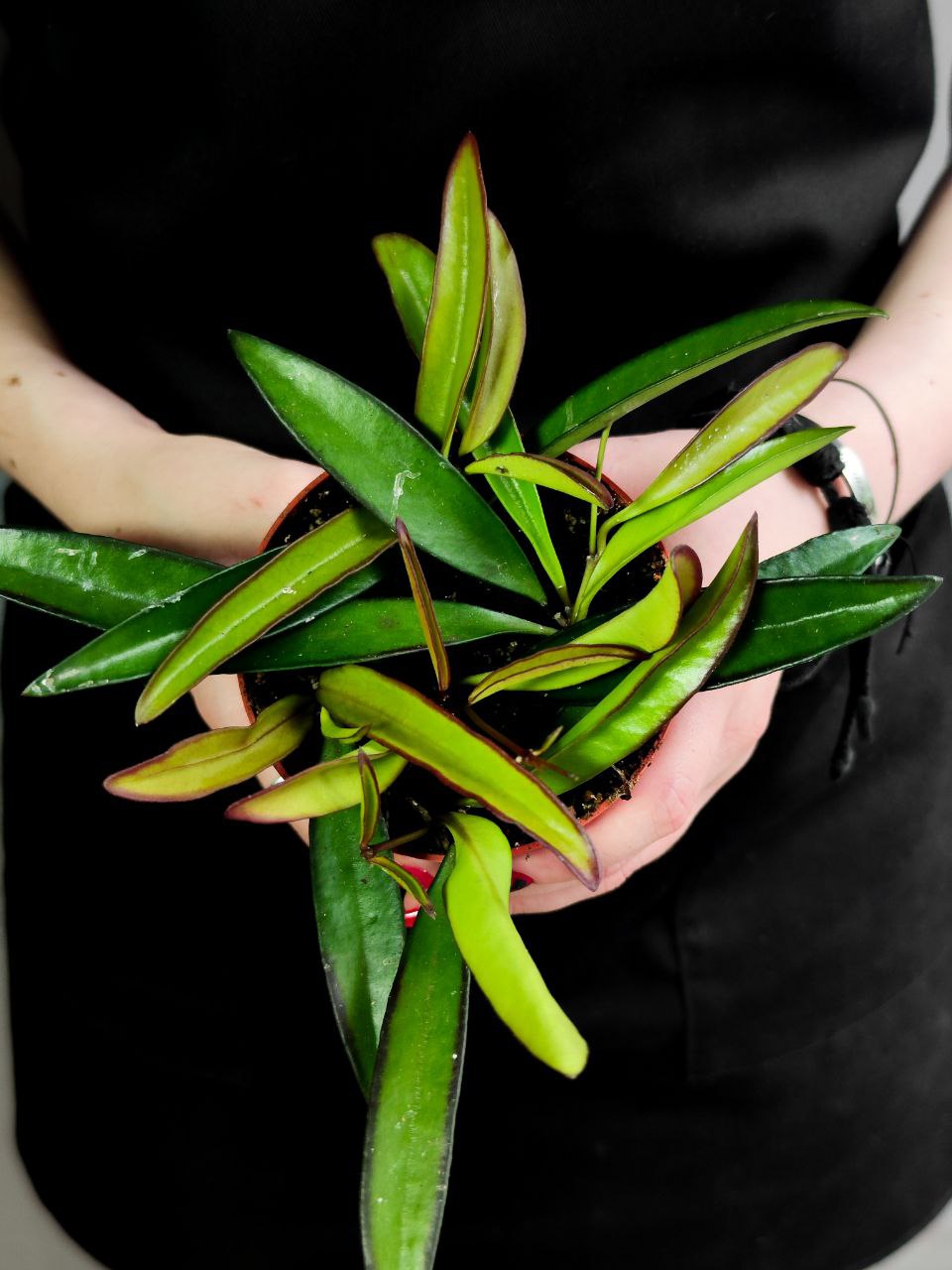 Хойя Вайети Грин (Hoya Wayetii Green) D9см
