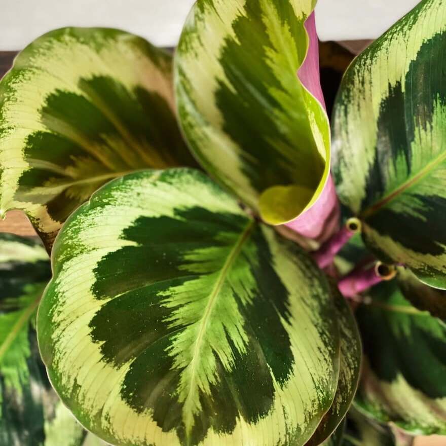 Калатея Марион Шайнстар (Calathea Marion Shinestar) D12см