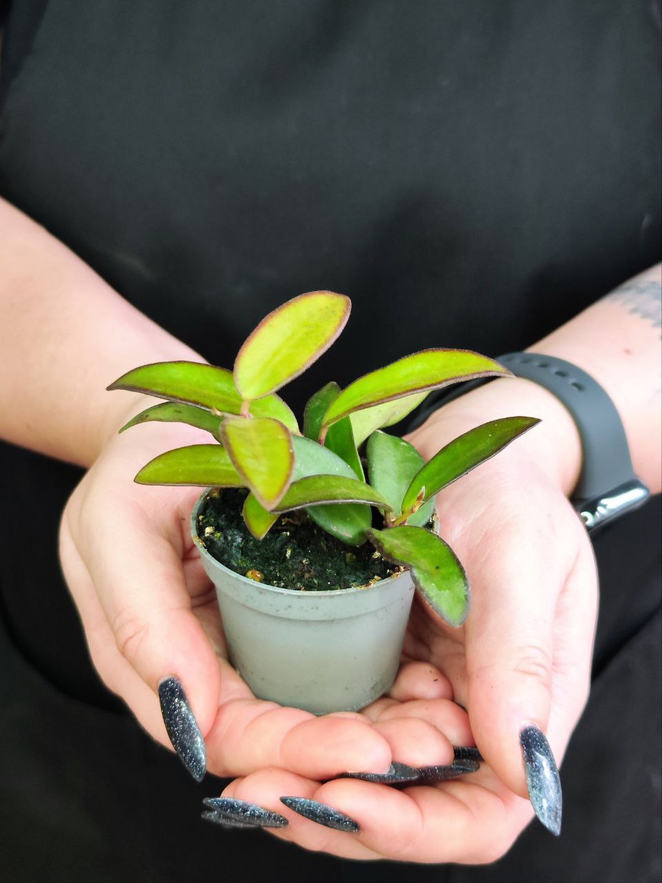Хойя Росита (Hoya Rosita) D6см