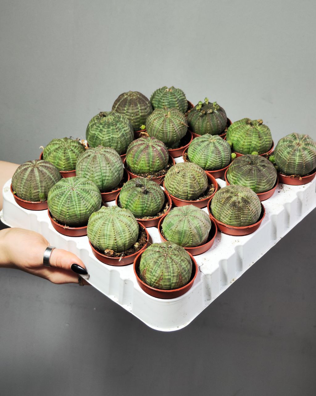 Молочай Тучный (Euphorbia Obesa) D5см