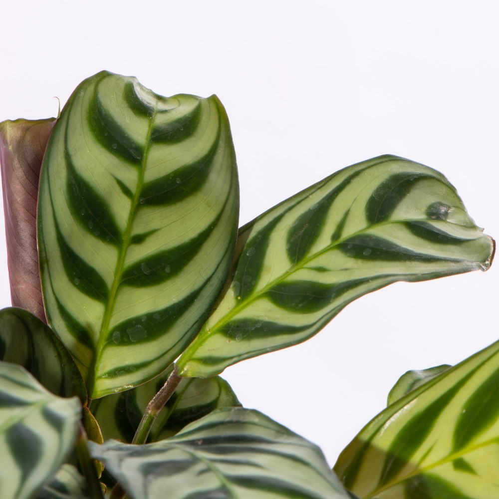 Маранта Беложилковая Амирабилис (Maranta Leuconeura Amabilis) D6см