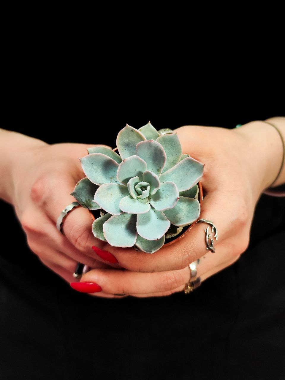 Эхеверия Пекокка (Echeveria Peacockii) D5см