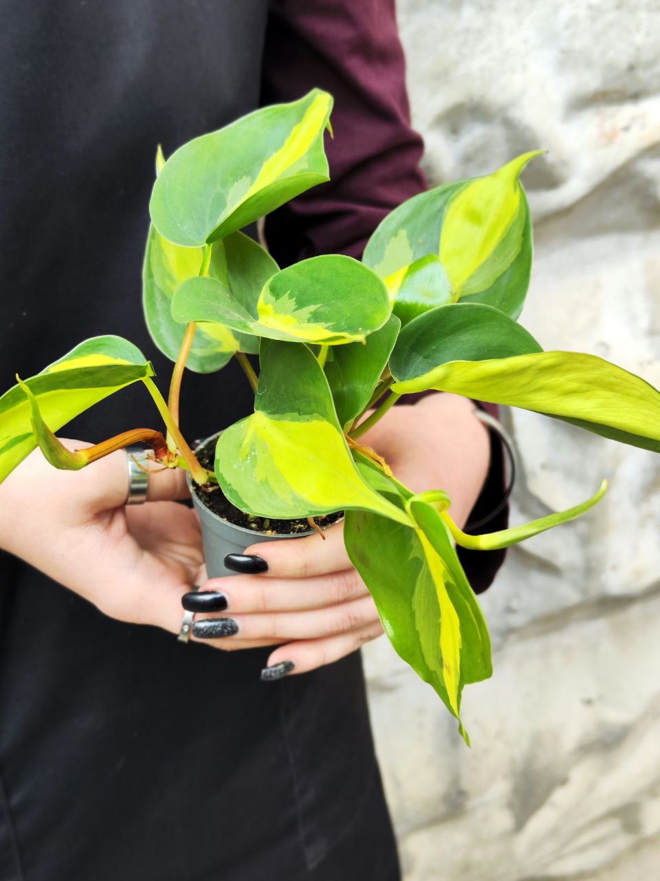 Филодендрон Сканденс Бразил (Philodendron Scandens Brazil) D6см