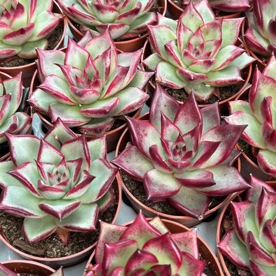 Эхеверия «Агавоидес Эбони» (Echeveria Agavoides Ebony) D5см