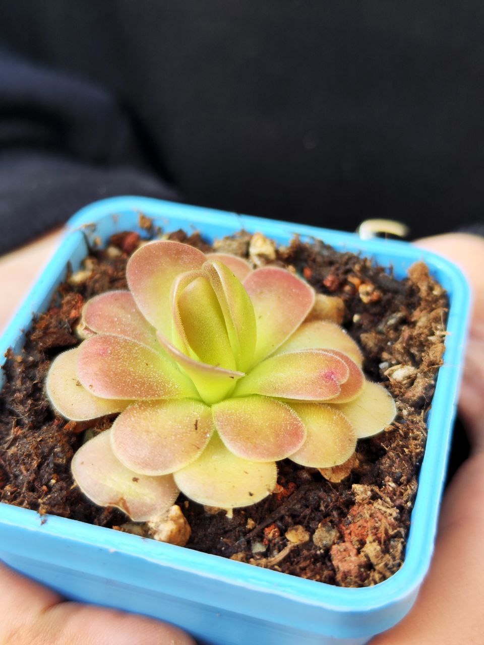 Жирянка Черри Блоссом, или Вишневая (Pinguicula Cherry Blossom) D5см