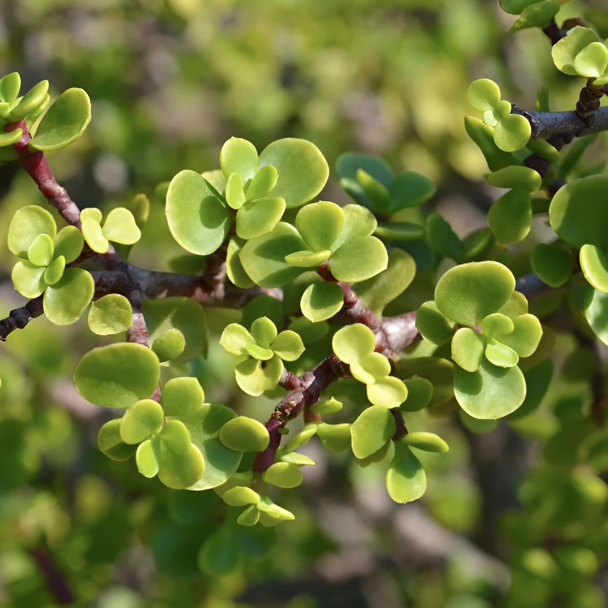 Портулакария Афра (Portulacaria Afra) D5см