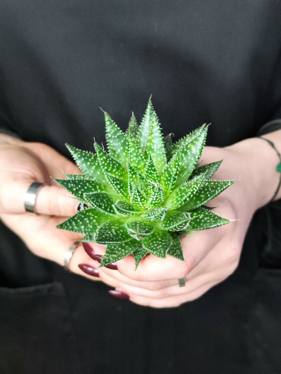 Алоэ Остистое (Aloe Aristata) D5см