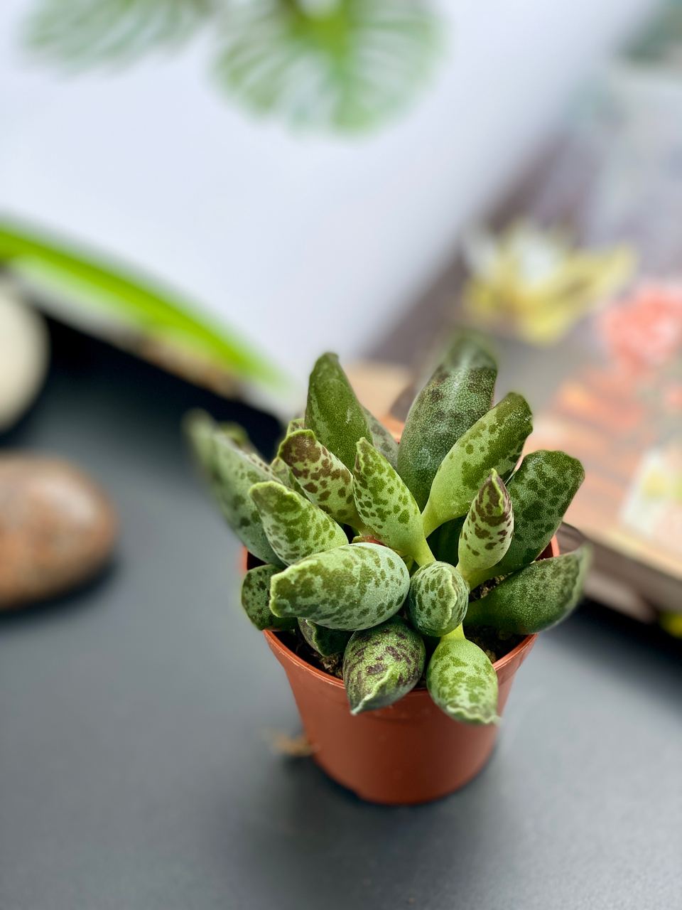 Адромискус Фестивус или Утонченный (Adromischus Festivus) D5см