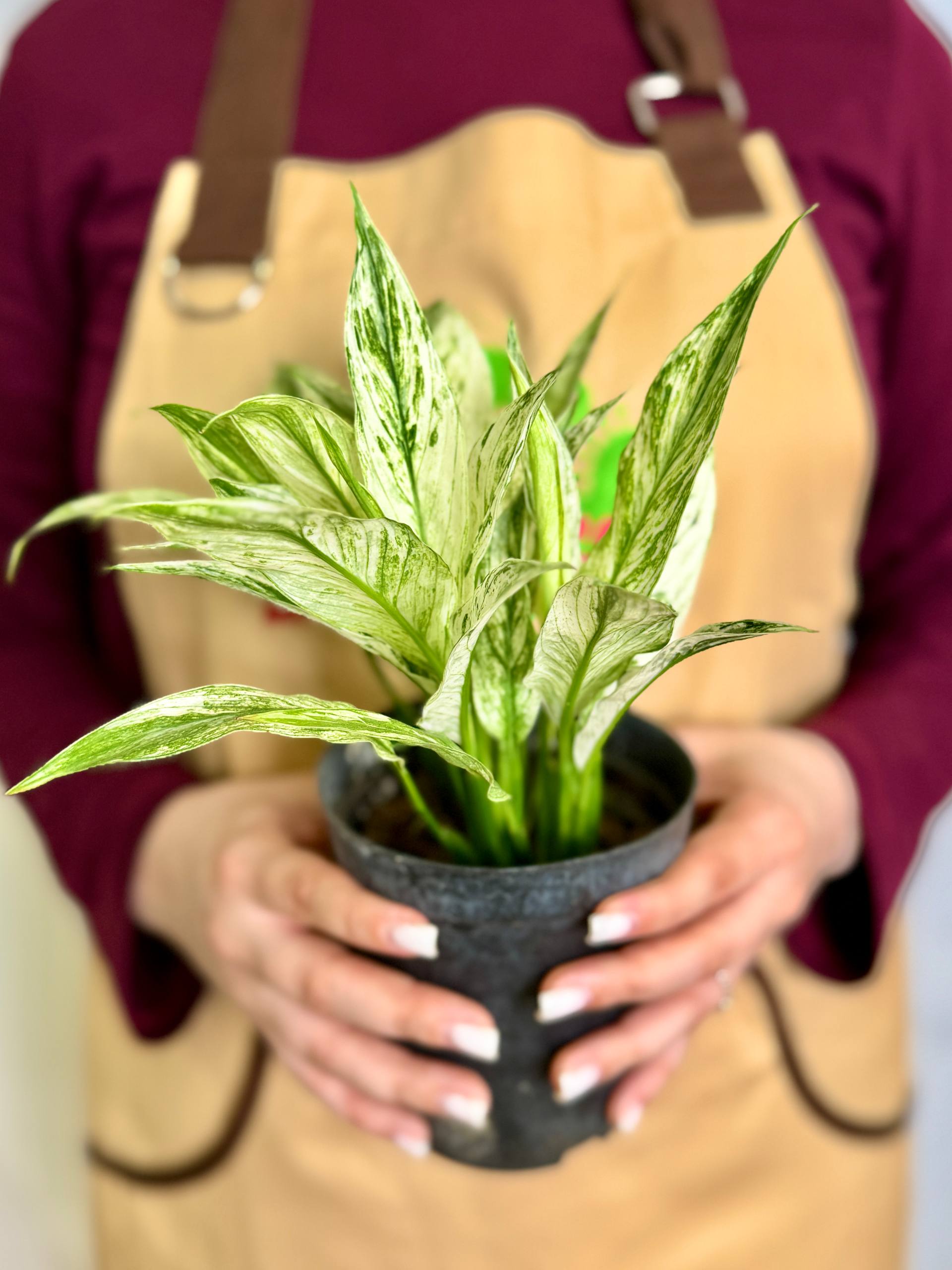 Спатифиллум Нью Ван (Spathiphyllum New One) D10см