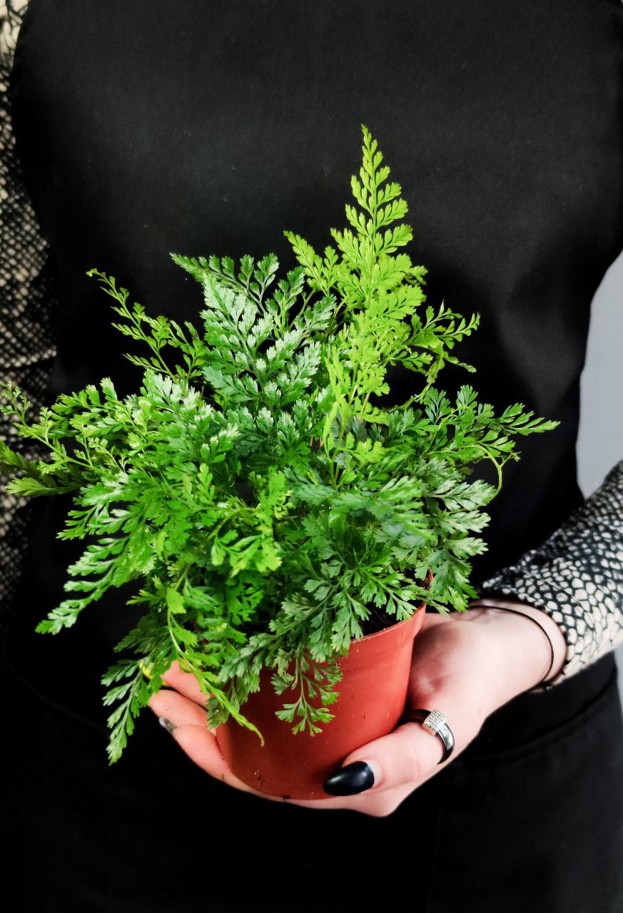 Даваллия Фиджийская (Davallia Fijiensis) D8,5см
