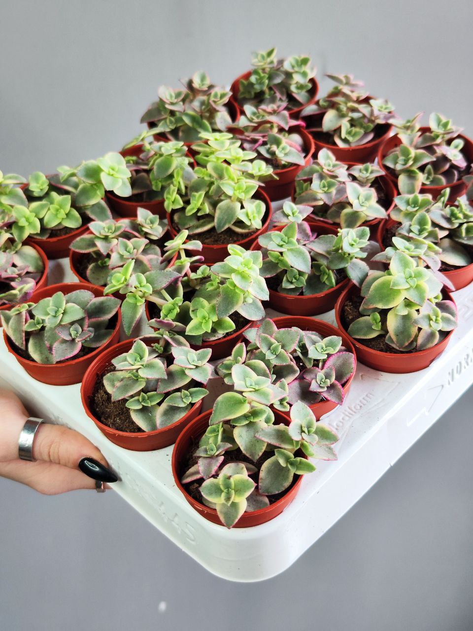 Крассула Маргиналис (Crassula Marginalis) D5см