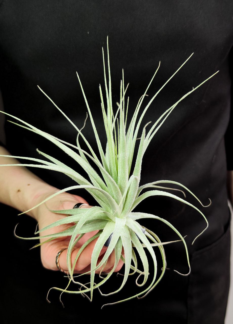 Тилландсия Гарденера (Tillandsia Gardneri)