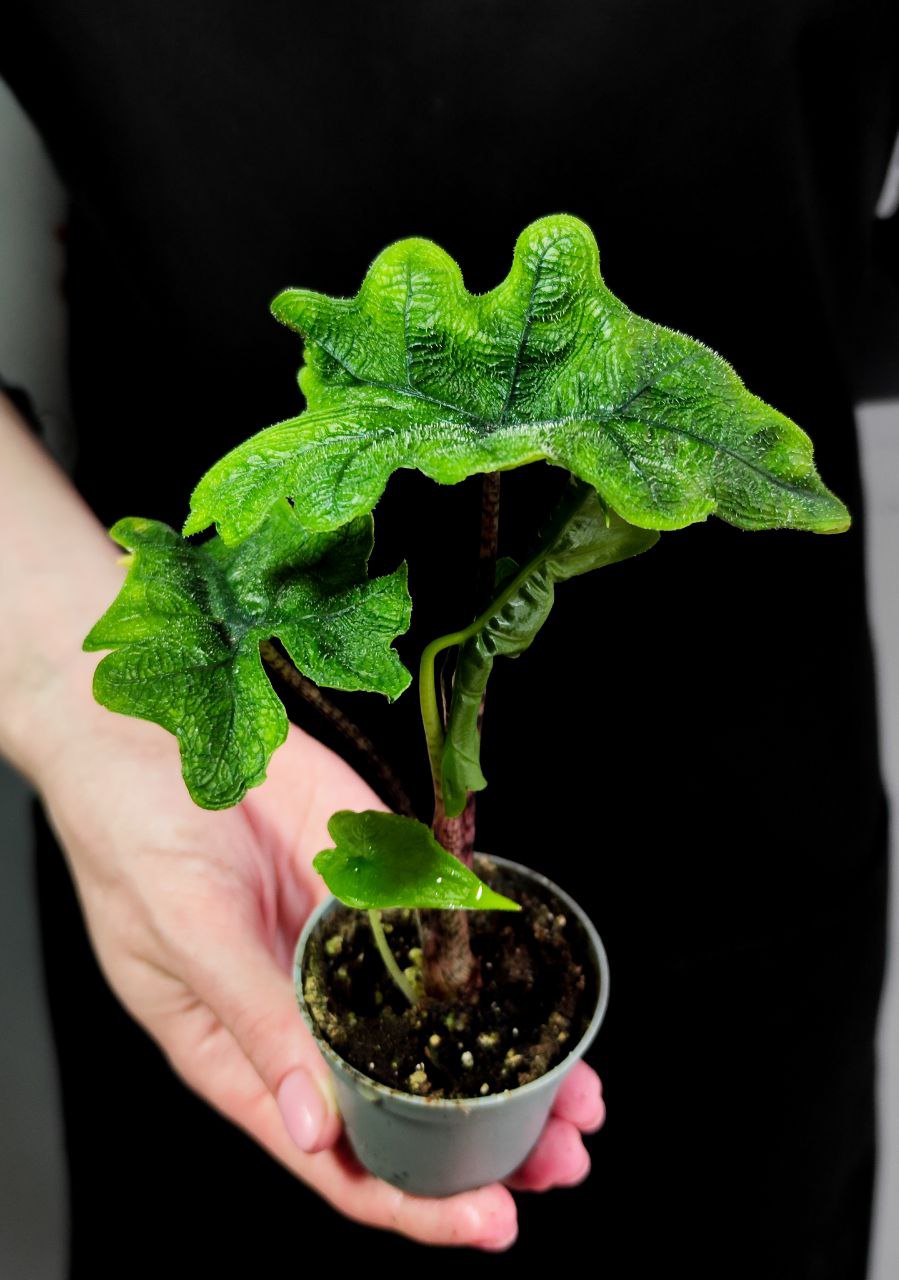 Алоказия Жаклин (Alocasia Jacklyn) D6см