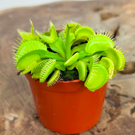 Венерина Мухоловка, или Дионея Мушипула Крок (Dionaea Muscipula Croc) D9см