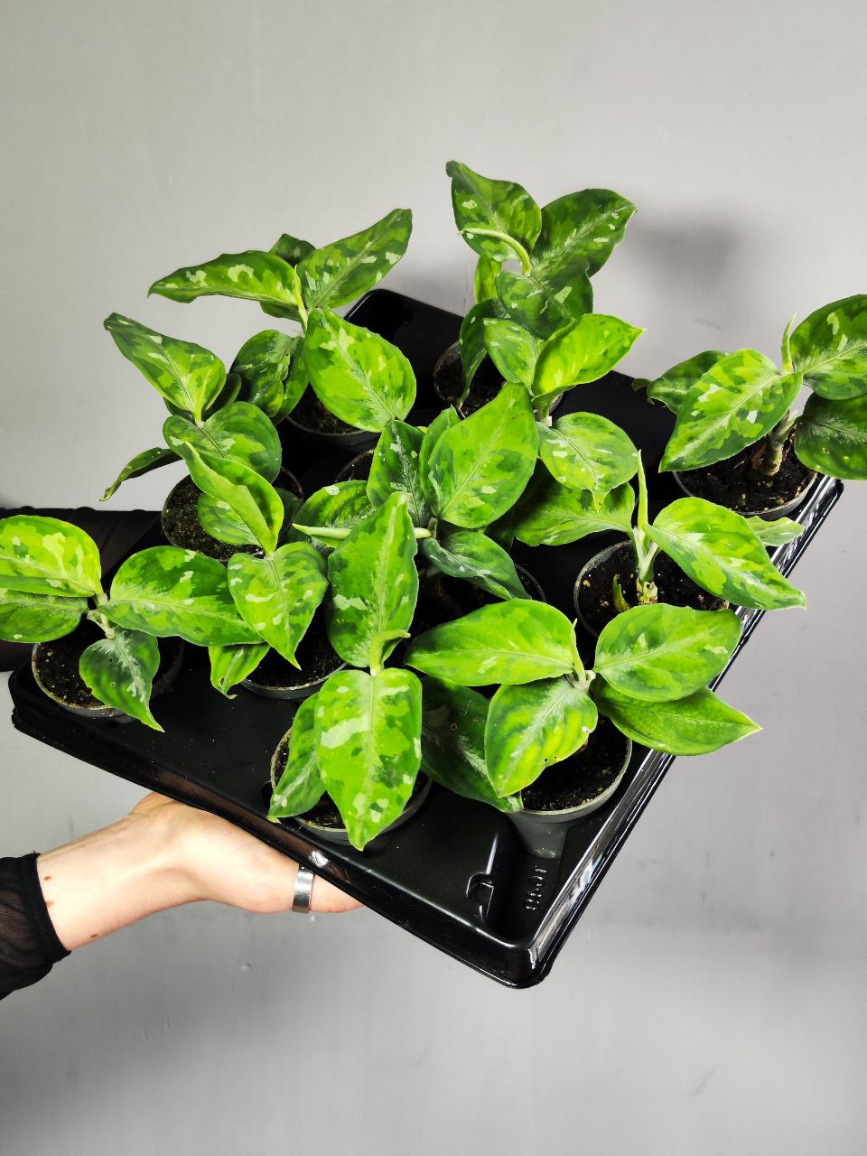 Аглаонема Пиктум Триколор (Aglaonema Pictum Tricolor) D6см