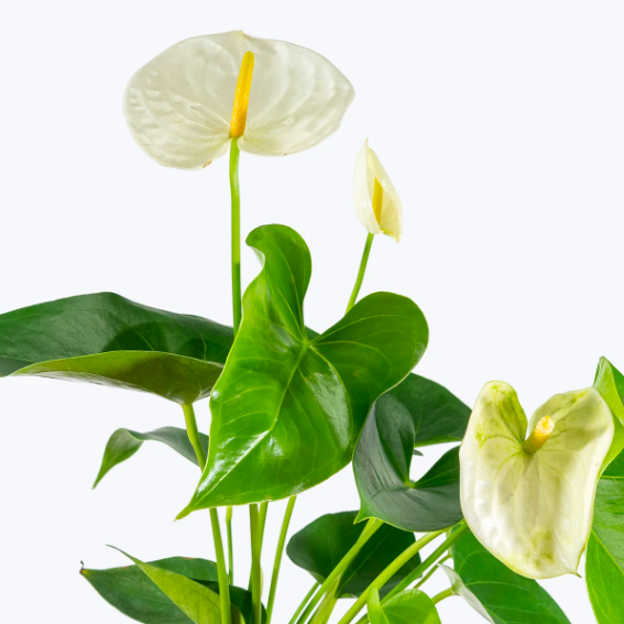Антуриум Андре Вайт (Белый) (Anthurium Аndraeanum White) D9см