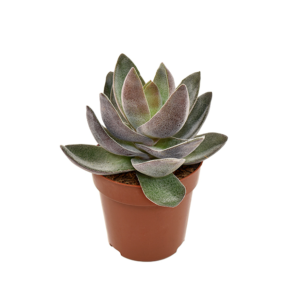 Крассула Гарнет Лотус (Crassula Garnet Lotus) D5см