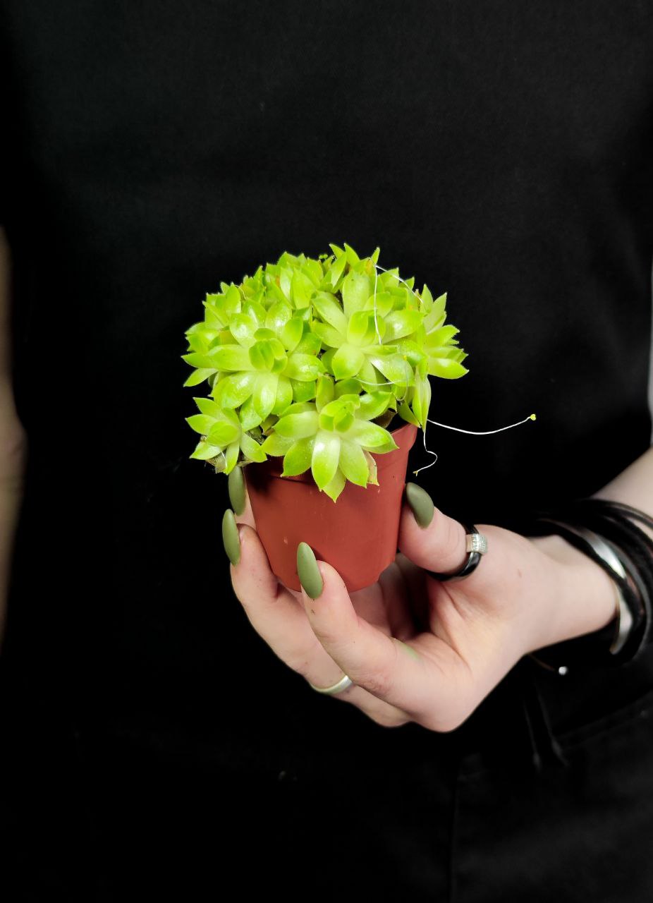 Семпервивум Грин, или Молодило Зеленое (Sempervivum Green) D5см