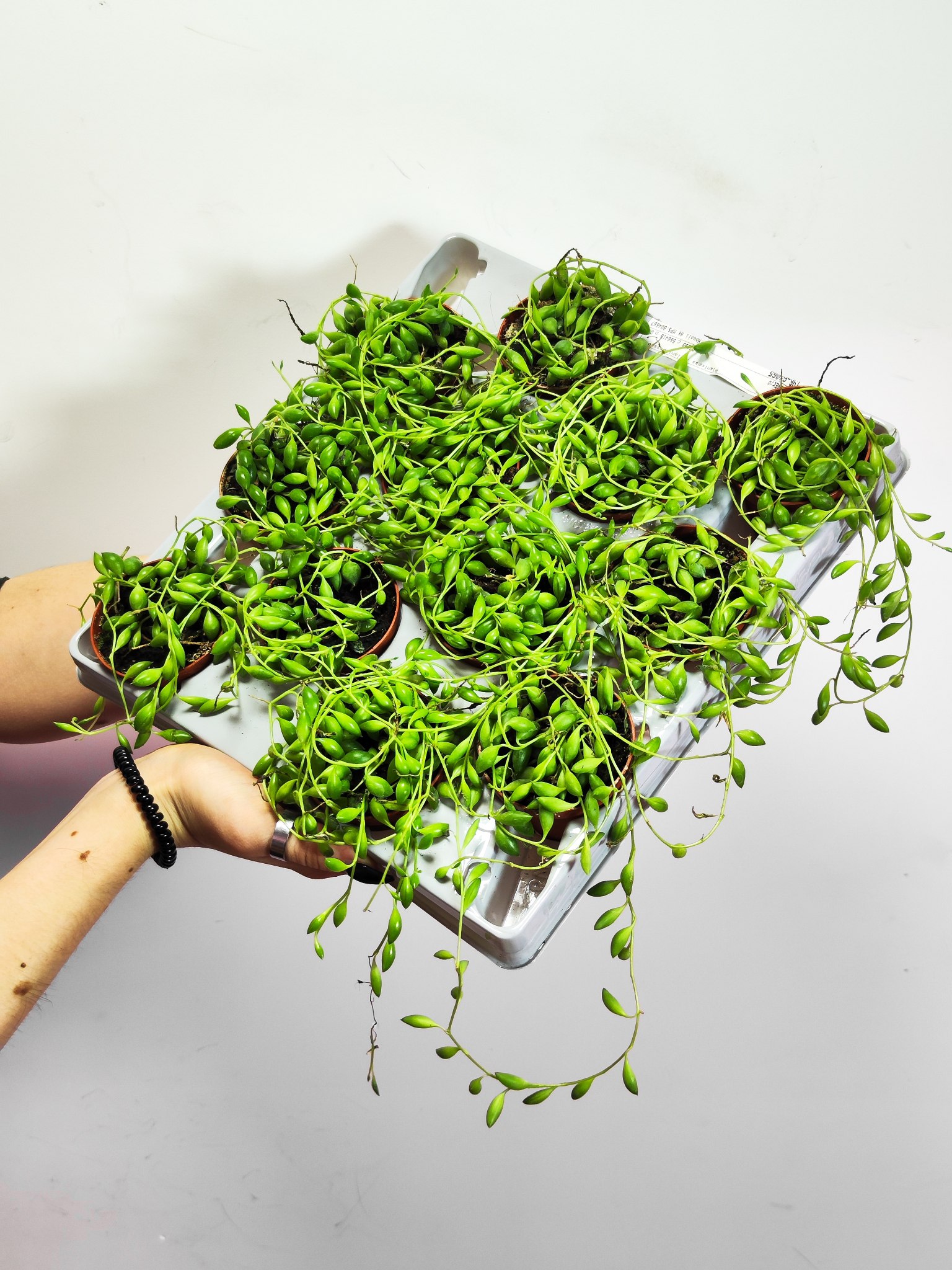 Крестовник Геррейна (Senecio Herreianus) D6см