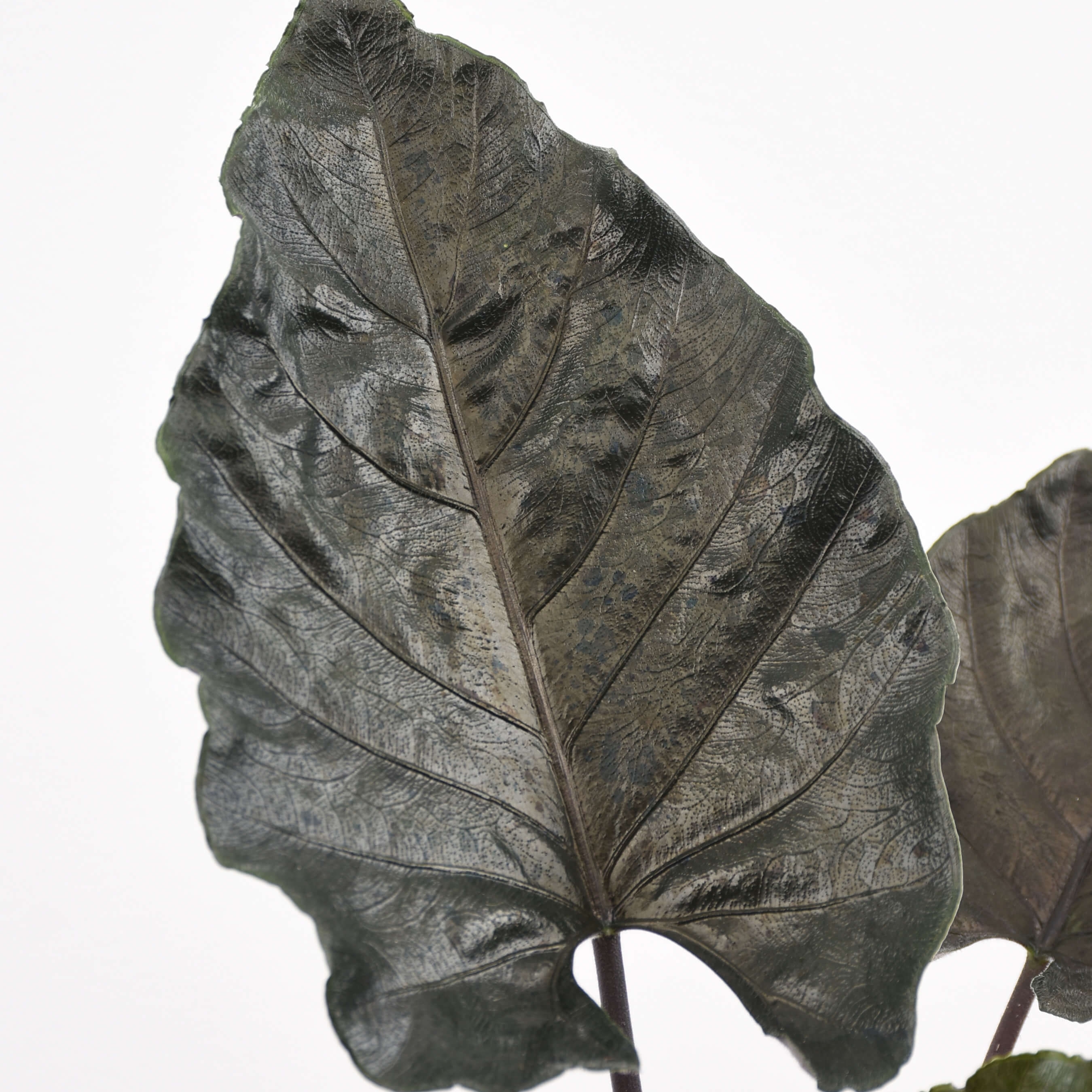 Алоказия Анторо Вельвет (Alocasia Antoro Velvet) D6см