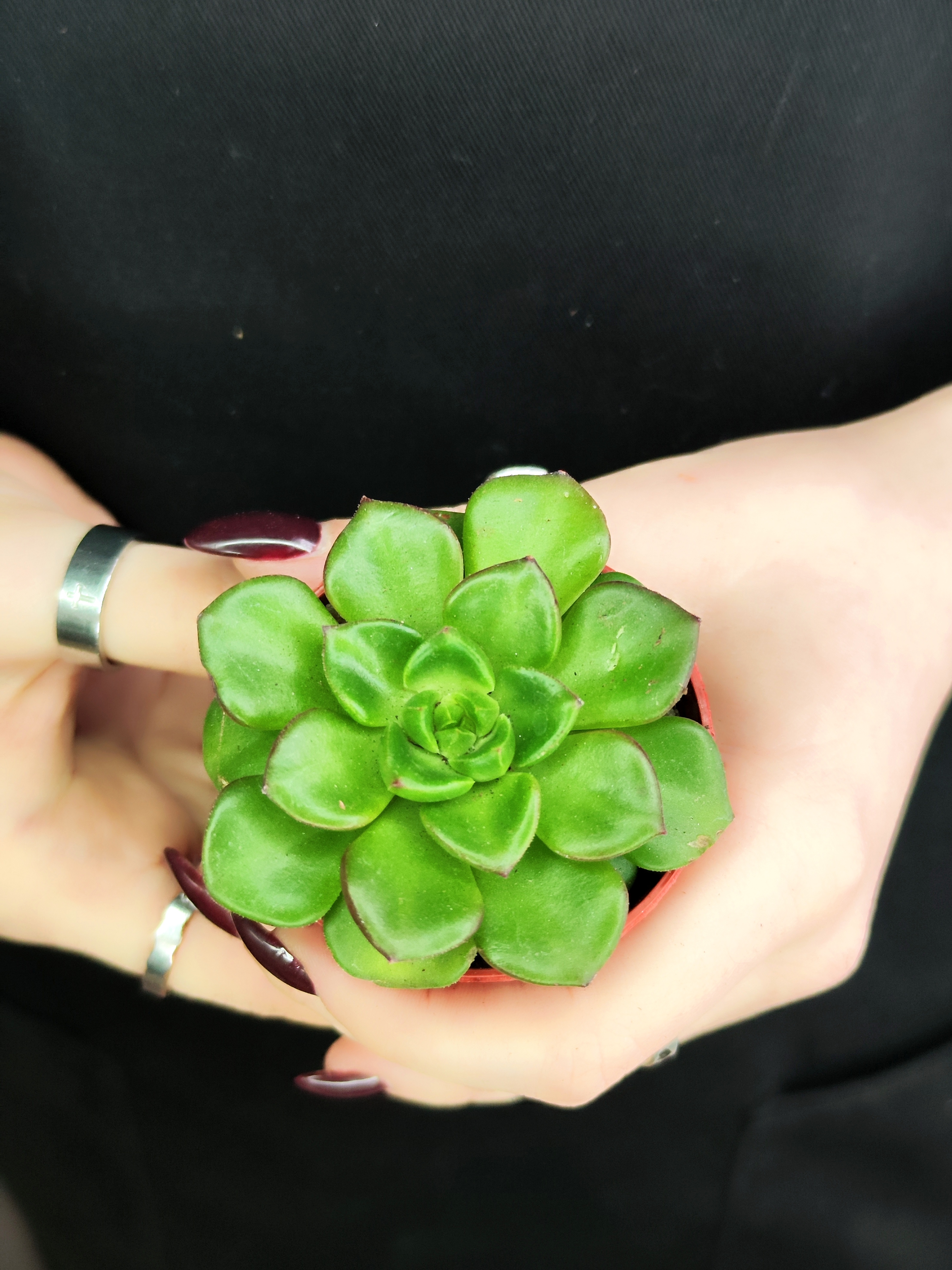 Эхеверия Мультикаулис (Echeveria Multicaulis) D5см