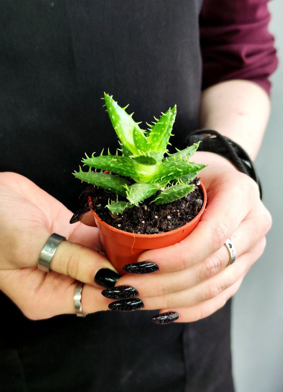 Алоэ Оттопыренное (Aloe Squarrosa) D5см