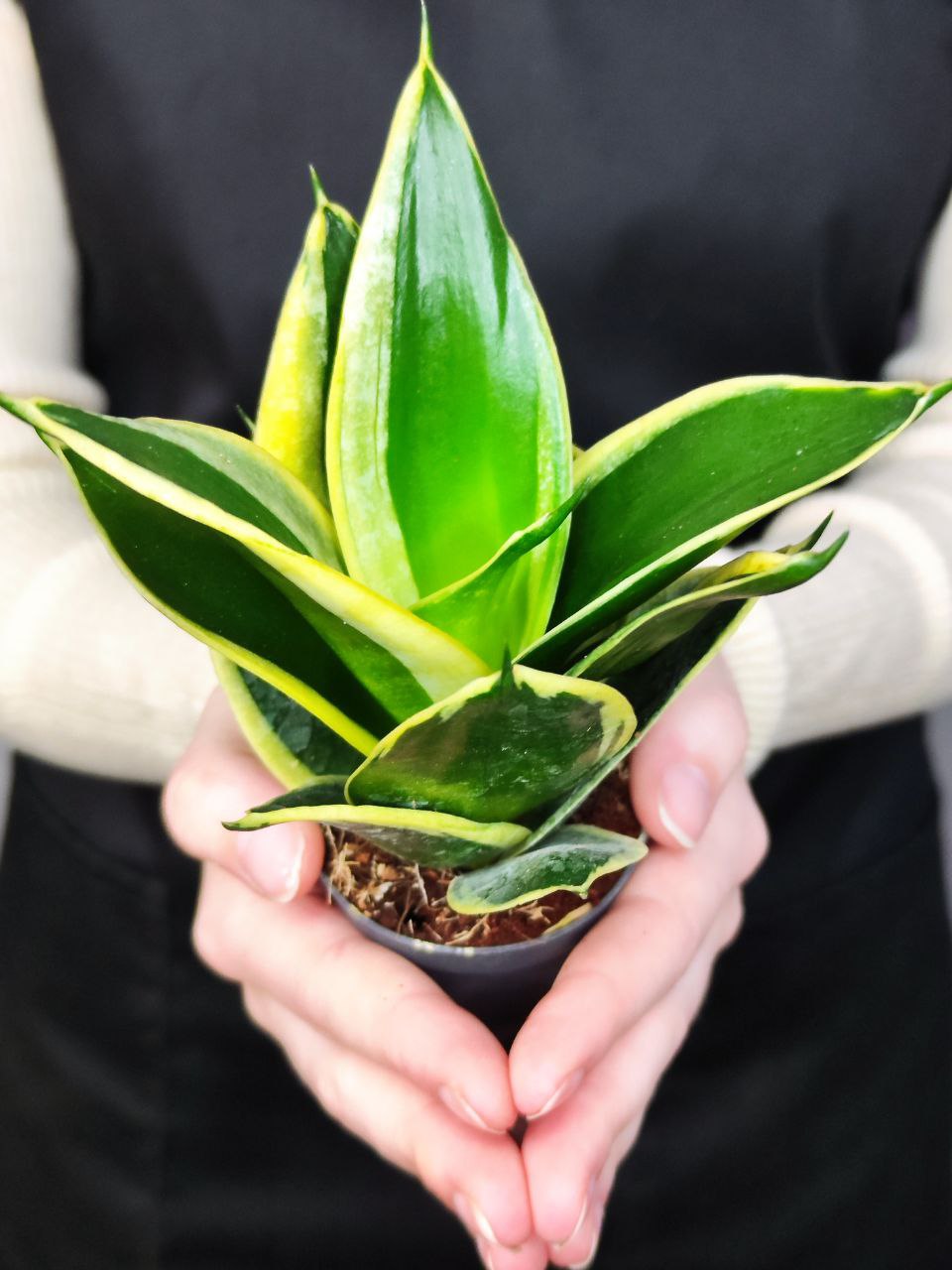 Сансевиерия Ханни Пагода (Sansevieria Hahnii Pagoda) D6см