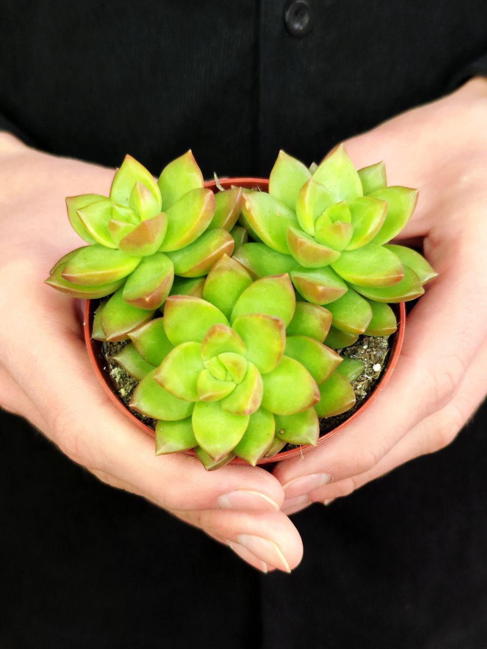 Седум Нуссбаумера (Sedum Nussbaumerianum) D8см