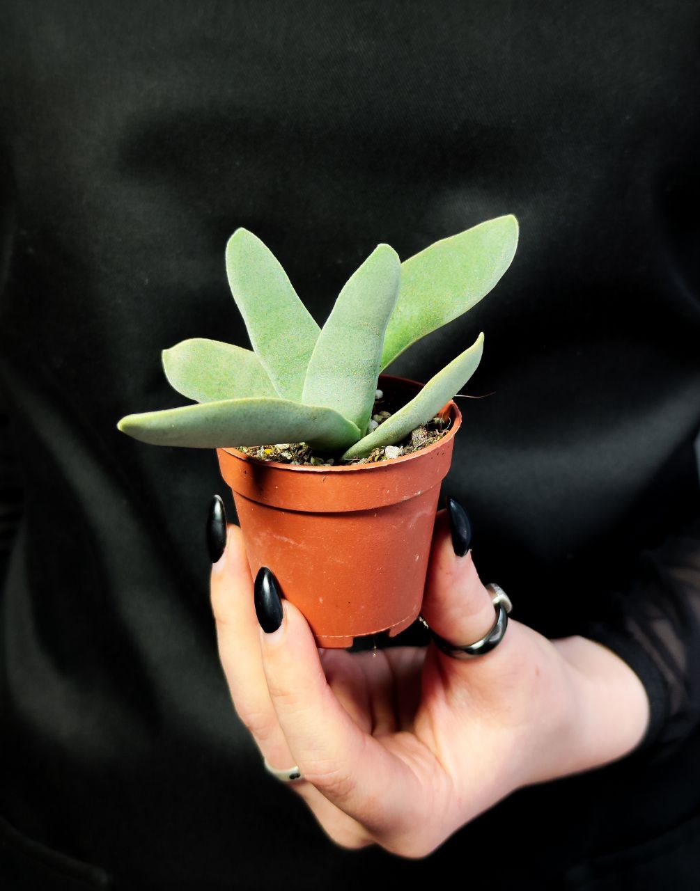 Крассула Cерповидная (Crassula Falcata) D5см